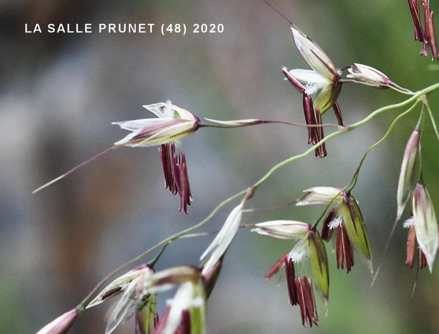 Oat Grass flower